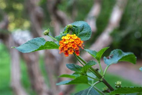 Yellow Flower Lantana Camara Nature Theme Stock Photo Image Of