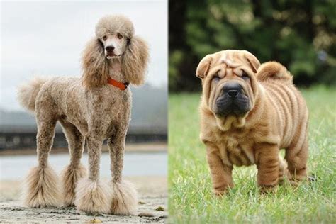 Shar Poo Shar Pei And Poodle Mix Pictures Guide Info Care And More