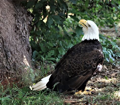 Bald Eagle On Ground Looking Up Free Stock Photo Public Domain Pictures