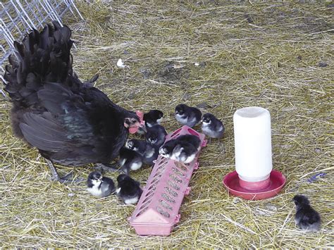 Check spelling or type a new query. Jersey Giants | The Triple-Purpose Chicken