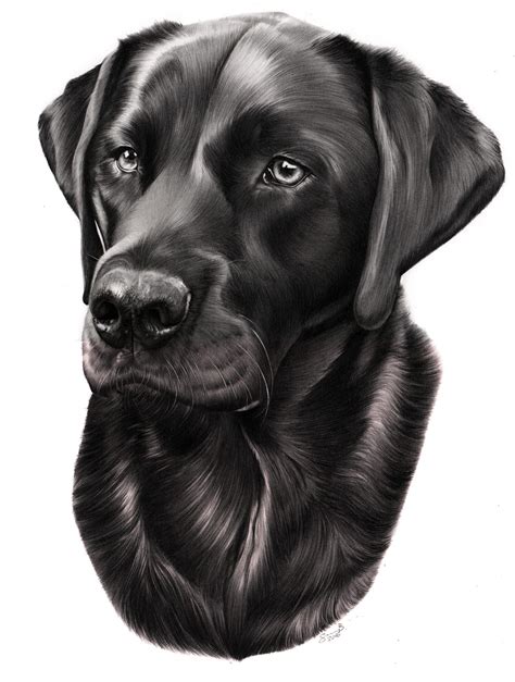 Gunner Black Labrador Dog Graphite Black And White Pencil Drawing