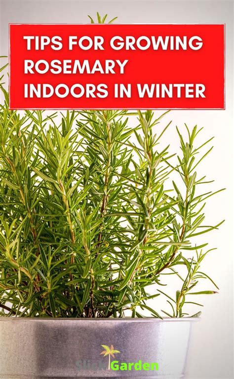 How To Grow Rosemary Indoors A Comprehensive Guide