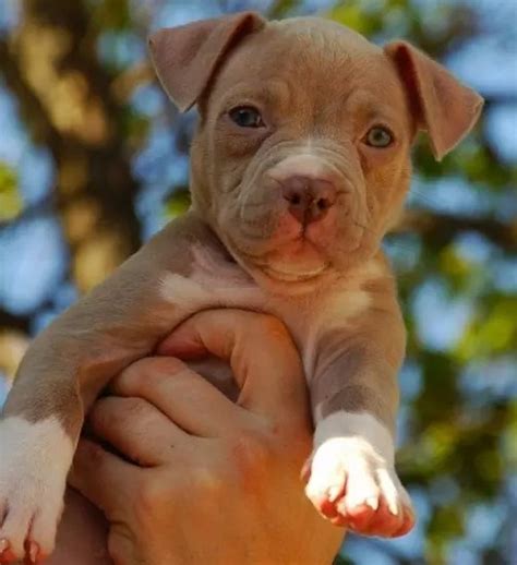 Cutest Pitbull Puppy Ever In The World Pitbull Puppies