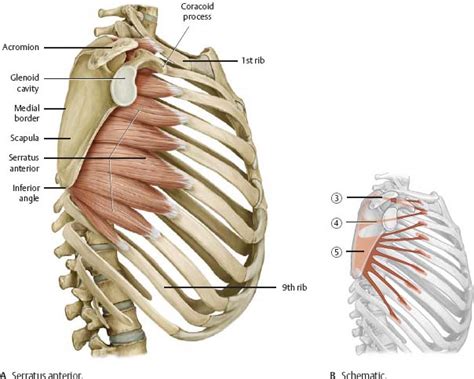 The ribs form the main structure of the thoracic cage protecting the thoracic organs, however their main function is to aid respiration. Rib cage angling downwards and crosslinks in the cartilage ...