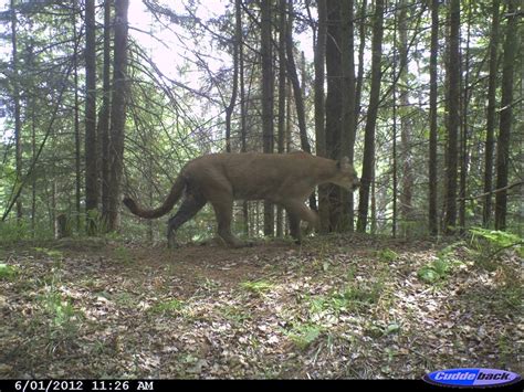 Michigan Dnr Cougar Team Shares The Status Of Cougars In The Upper