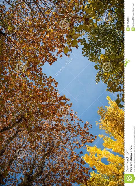 Autumnal Trees Stock Photo Image Of Garden Leaves Botany 31777160