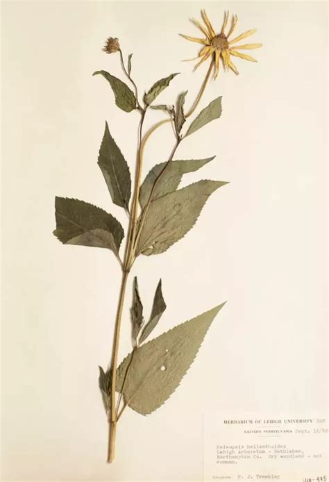 What is herbarium? - Quora