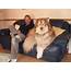 Giant Alaskan Malamute Dog Breed Information And Photos
