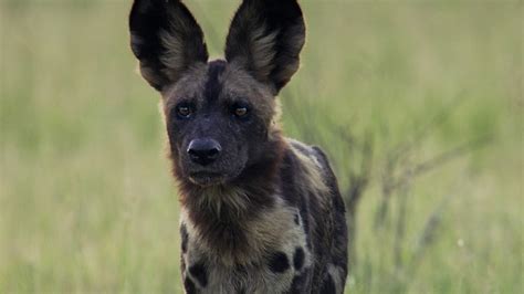 Whats In A Name Why We Call Them Painted Wolves Bbc Earth