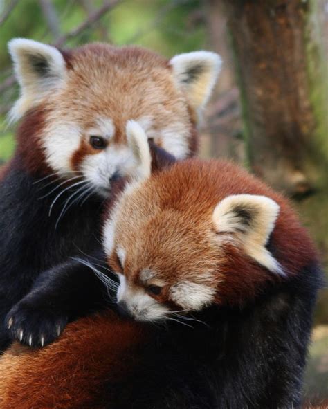 Teal Cheesecake Kızıl Pandalar Pandalar Kızıl