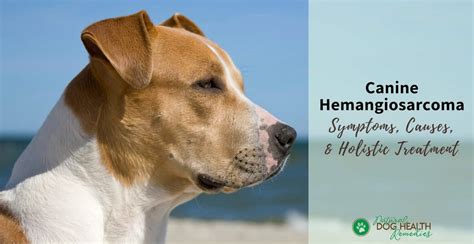 Canine Hemangiosarcoma Hsa Symptoms Types And Treatment