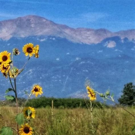 Sunflowers Framing Pikes Peak Visit Usa Pikes Peak Colorado
