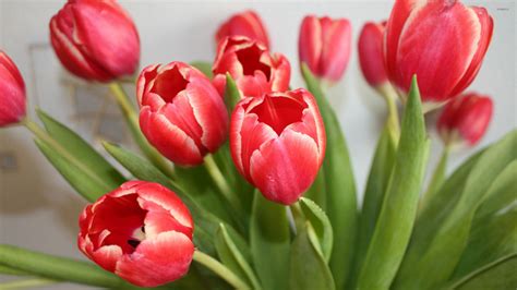 Red Tulips 3 Wallpaper Flower Wallpapers 34411