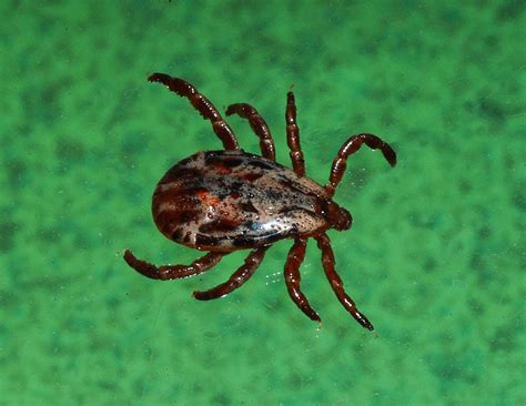 Its That Time Again Ticks Are Out In Full Force North Fork Trails