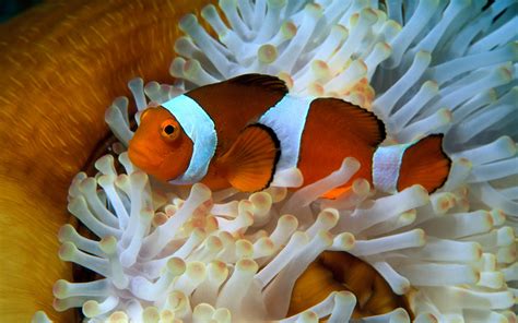 Pictures Of Fish Ocean Wallpapers Chapter 2 Hd Animal Wallpapers