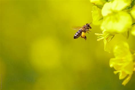 Honey Bee Flying Around Rape Flower By Stocksy Contributor Bo Bo