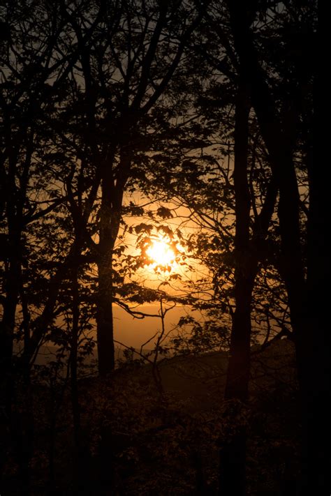 Spooky Sunset Through The Trees Free Nature Stock
