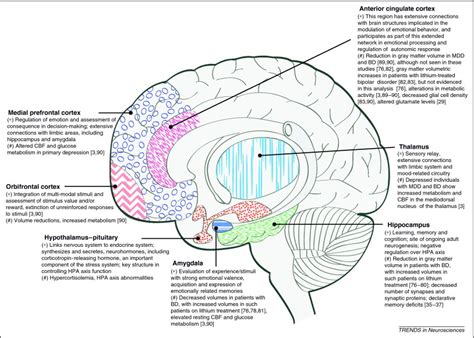 Mood Stabilizing Drugs Mechanisms Of Action Trends In Neurosciences