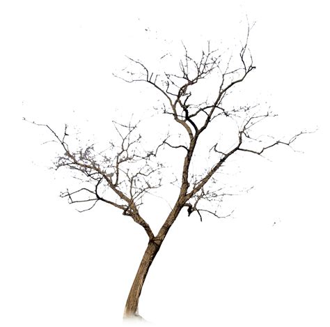 Free Leafless Tree Png Download Free Leafless Tree Pn