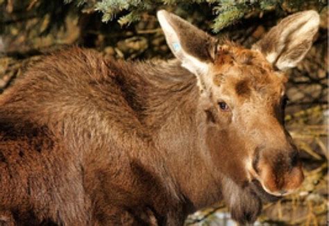 Wildlife Shelter Says Morris The Moose Ready To Run Free Bc News