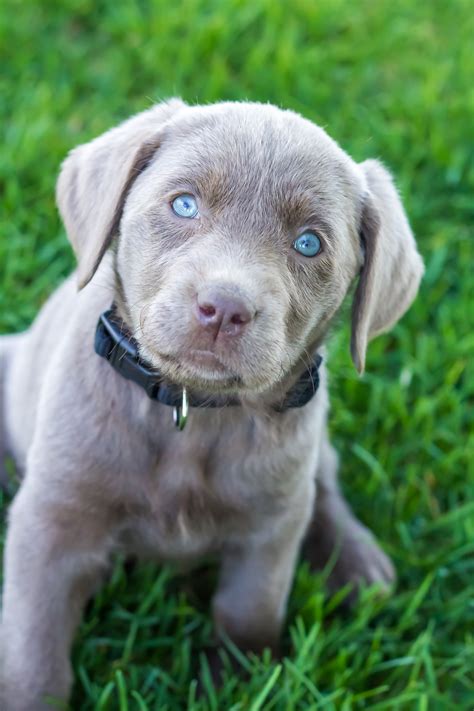 Female Silver Lab Puppy ? PLACED ? Puppy Steps Training