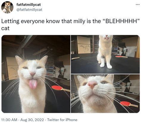 Letting Everyone Know That Milly Is The Blehhhhh Cat Blehhhhh P