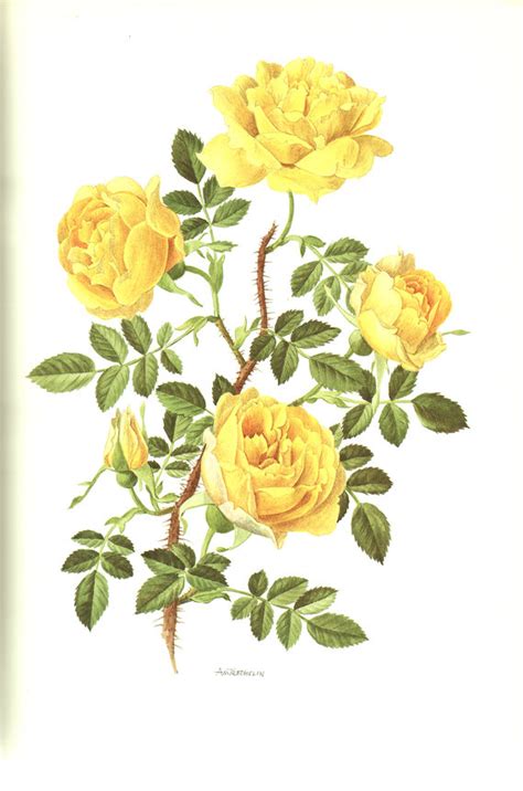 Yellow Rose Flower Poster1985 Vintage Botanical Print Rosa Etsy
