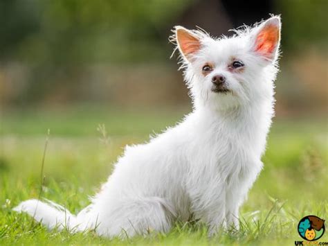 chorkie dog breed information uk pets