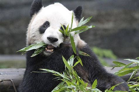 4 Weird Dark Things You Should Probably Know About Pandas The Globe