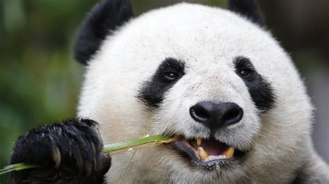 Giant Pandas Eat Plenty Of Veggies But They Like Sugary Treats Too