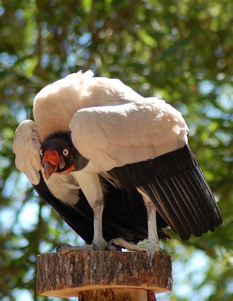 King Vulture 3 Photograph By Susan Heller
