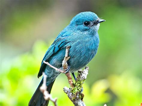 Blue Bird On Branch Aqua To Turquoise Pinterest Bird Birds Pics