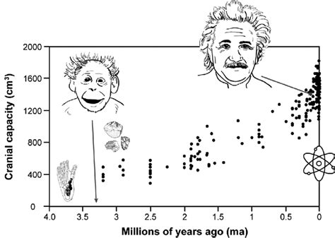 The Evolution Of Bipedalism Brain Size And Culture By The Time Of