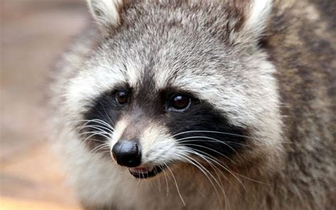 Usda Is Conducting Vaccine Drops To Combat Wildlife Rabies In North