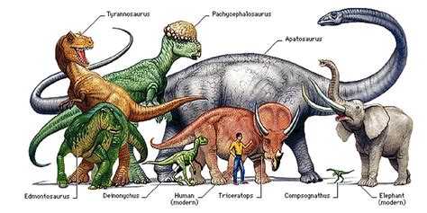Dinozaury Mity A Rzeczywistość Dinoanimalspl