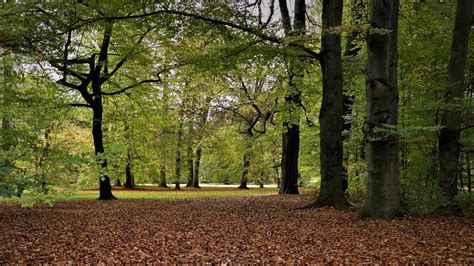 On the spot, in situ. Forest and Leaves on the Ground image - Free stock photo ...