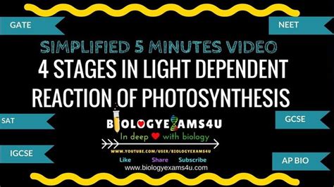 4 stages in light dependent reaction of photosynthesis 5 minutes video simplified concept