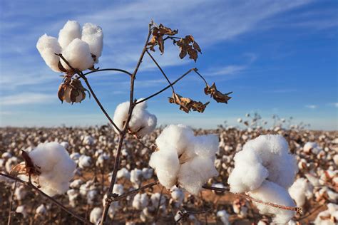 Cotton In Field Ready For Harvest Photograph By Dszc Fine Art America