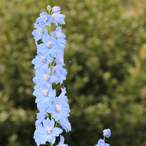 Delphinium Pacific Giant Series Flower Seeds Summer Skies 1000