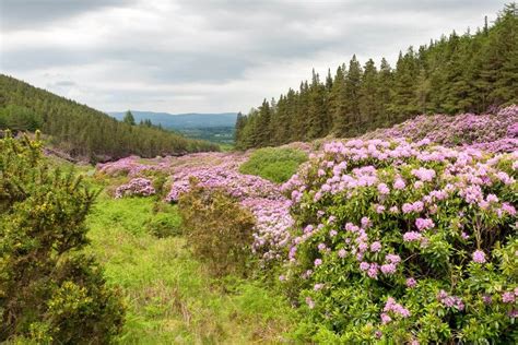 Irish Wildflowers Guide The Most Beautiful Flowers That You Should Know