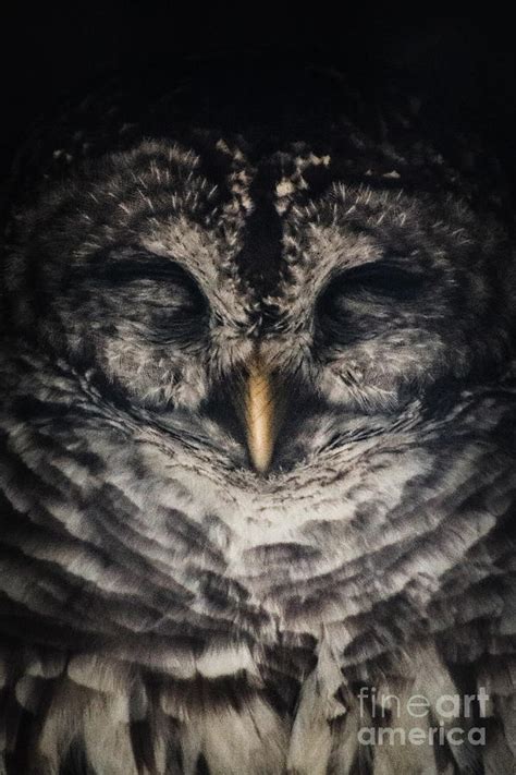 Sleepy Owl Photograph By Jessica Lambert Fine Art America