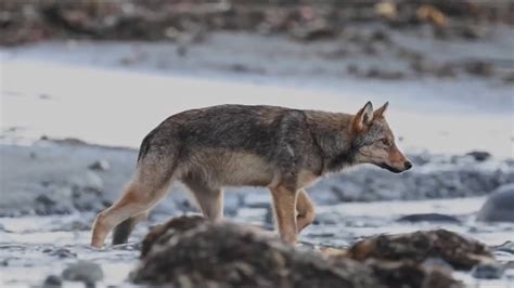 Mini Documentary Profiles Coastal Wolves On Vancouver Island