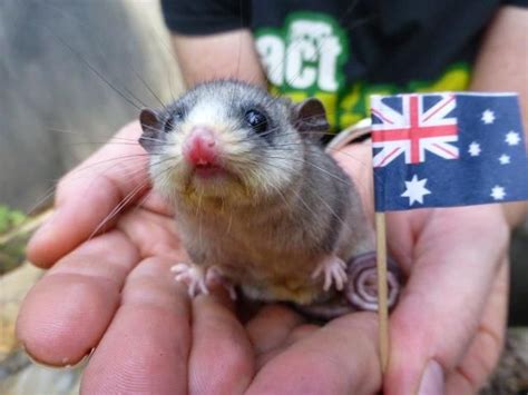Meet Magnum The Mountain Pygmy Possum You Can See This Super Cute