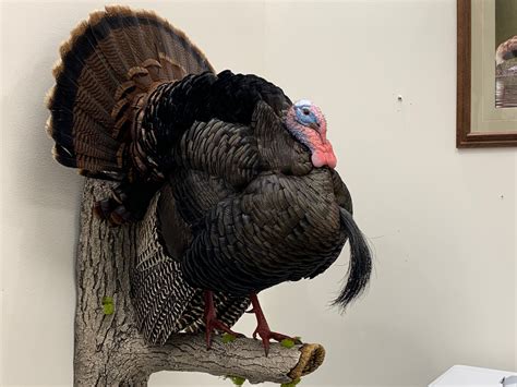 Turkey Taxidermy Mounts In Wisconsin Stehlings Taxidermy Planet