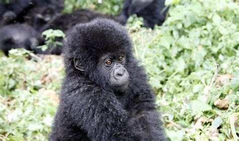 En algunas regiones demuestran preferencias por las frutas, en otros lugares por las hojas. Animales en peligro de extinción: el gorila de montaña