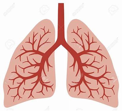 Lungs Human Clipart Anatomy Bronchi Vector Lung