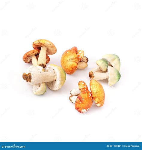 Autumn Mushrooms Isolated On A White Background Stock Image Image Of