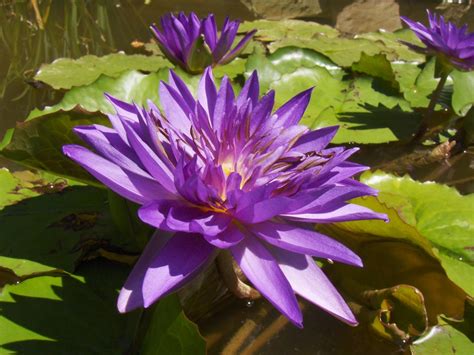How To Plant And Maintain Water Lilies Hgtv
