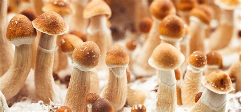 Colorado To Vote On Psilocybin Legalization Next Month Ganjapreneur