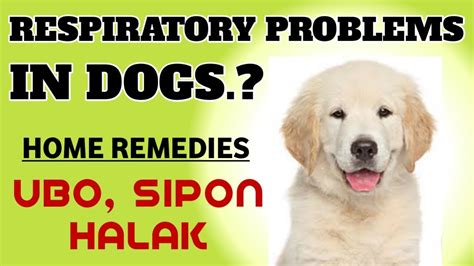 Gamot Sa Ubo Sipon Halak Ng Aso Canine Respiratory Infections In